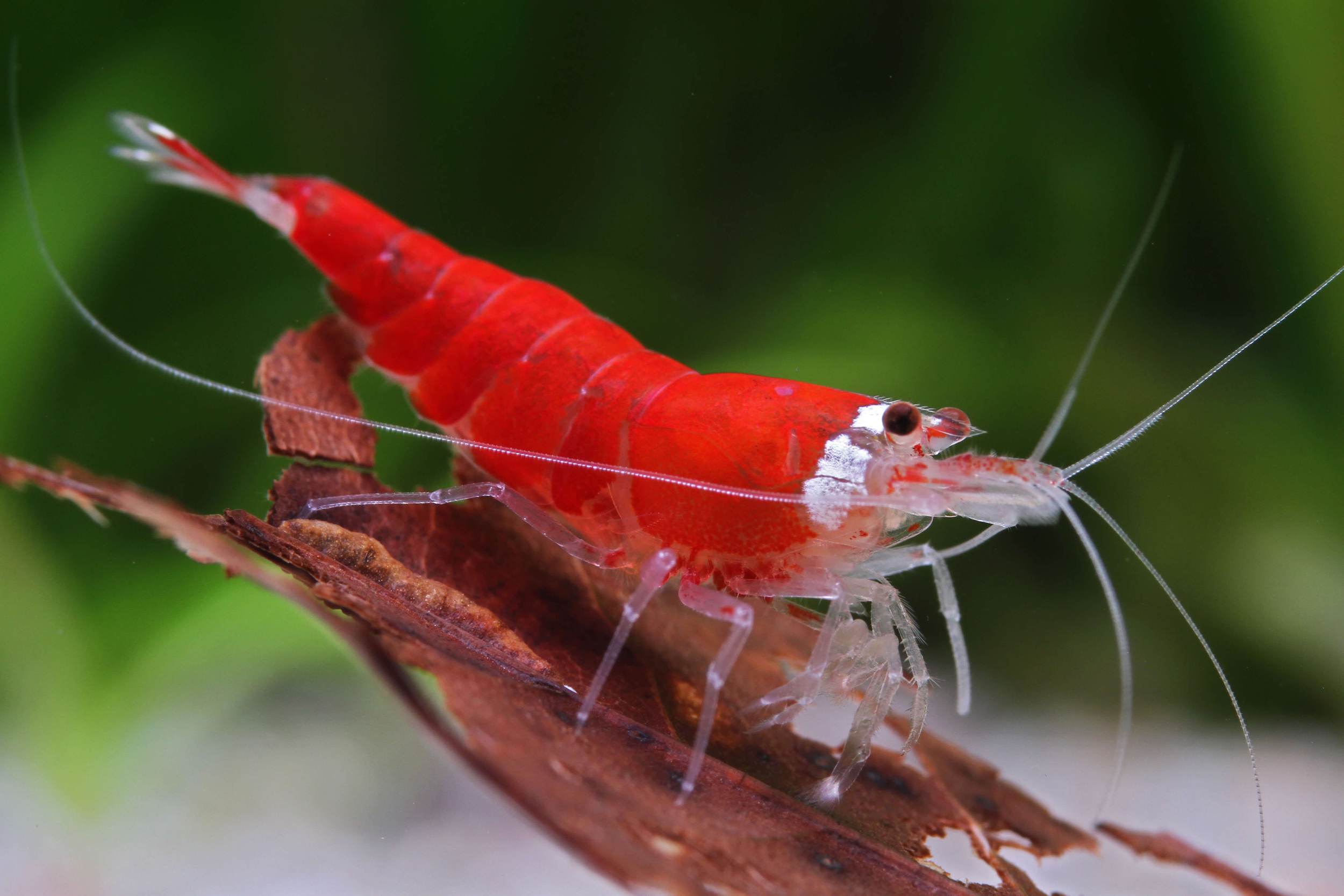 Super Crystal Red Shrimp (Caridina logemanni)